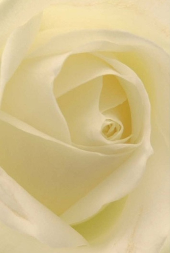 Drawn closer to this white rose, you are met with a vision of tranquil layering and graceful harmony, evoking the refined spirit of Bracknell Forest. The petals, in ivory and mellow cream, fold inward with a subtle luminosity reminiscent of sunlight filtering through trees along Forest Road. Each surface is both matte and creamy, beckoning the touch and inspiring a sense of peaceful contemplation. As the spiraled heart of the rose reveals itself, its near-perfect symmetry brings to mind celebrations in local gardens or intimate expressions of affection that require neither pomp nor pretense. The composition, skillfully arranged by Bracknell Forest's floral artisans, is a gallery of natural beauty-shadows and highlights dance gently, articulating depth and purity. The subdued fragrance complements the visual calm, providing a soothing, ever-appropriate presence whether for marking new chapters, honoring a memory, or simply brightening a quiet afternoon. Every element of this rose, from the intricate petal work to the careful arrangement, reflects the essence of Bracknell Forest: peaceful, resilient, and perpetually inspiring.